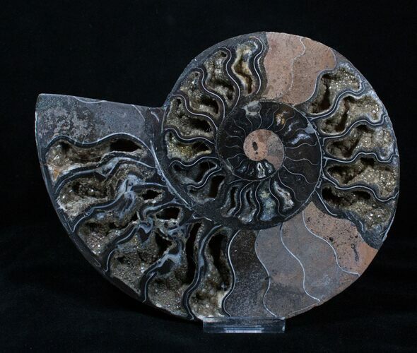 Amazing Black Ammonite With Crystals - Inches Wide #3344